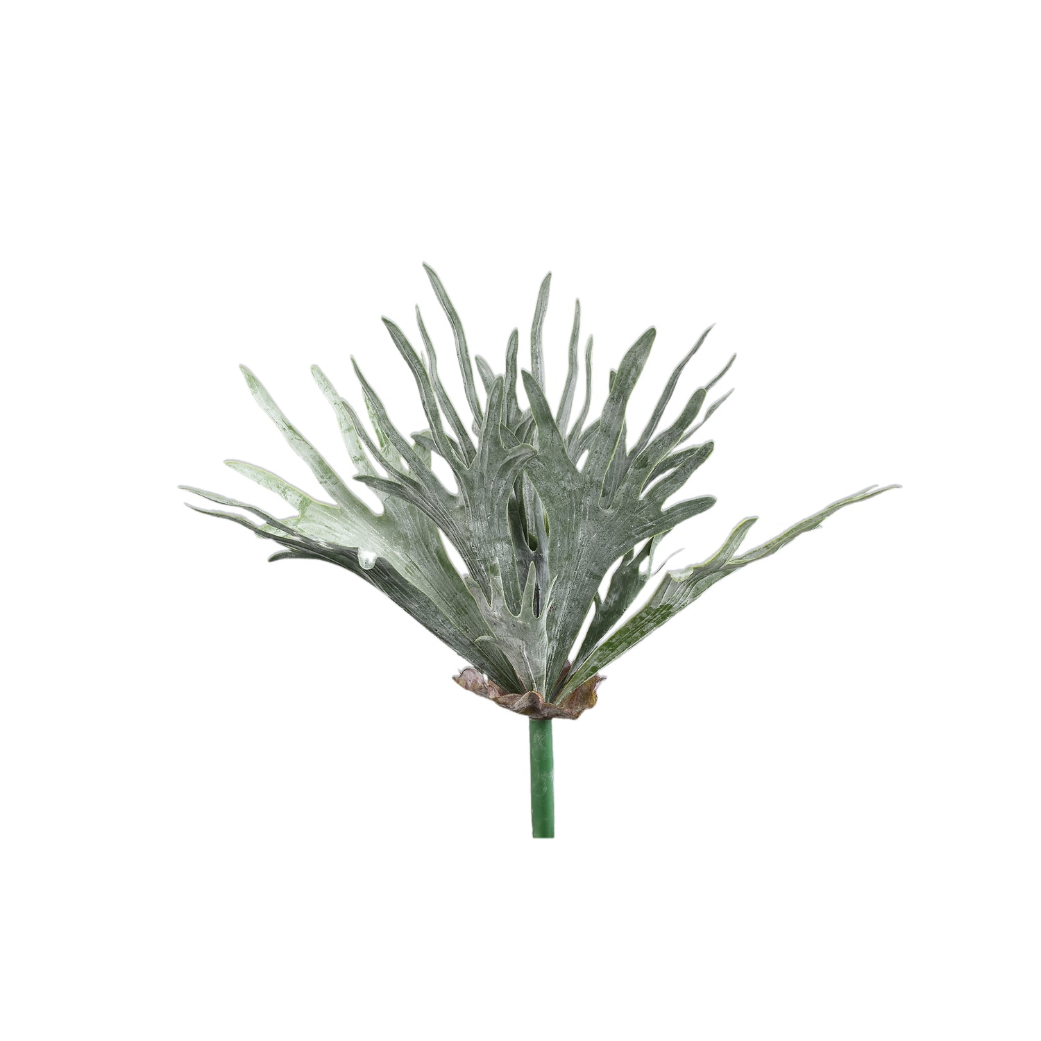Leaves Plant Donkergroen Hertshoornvaren Op Stengel - Set van 12 10x55x15 cm