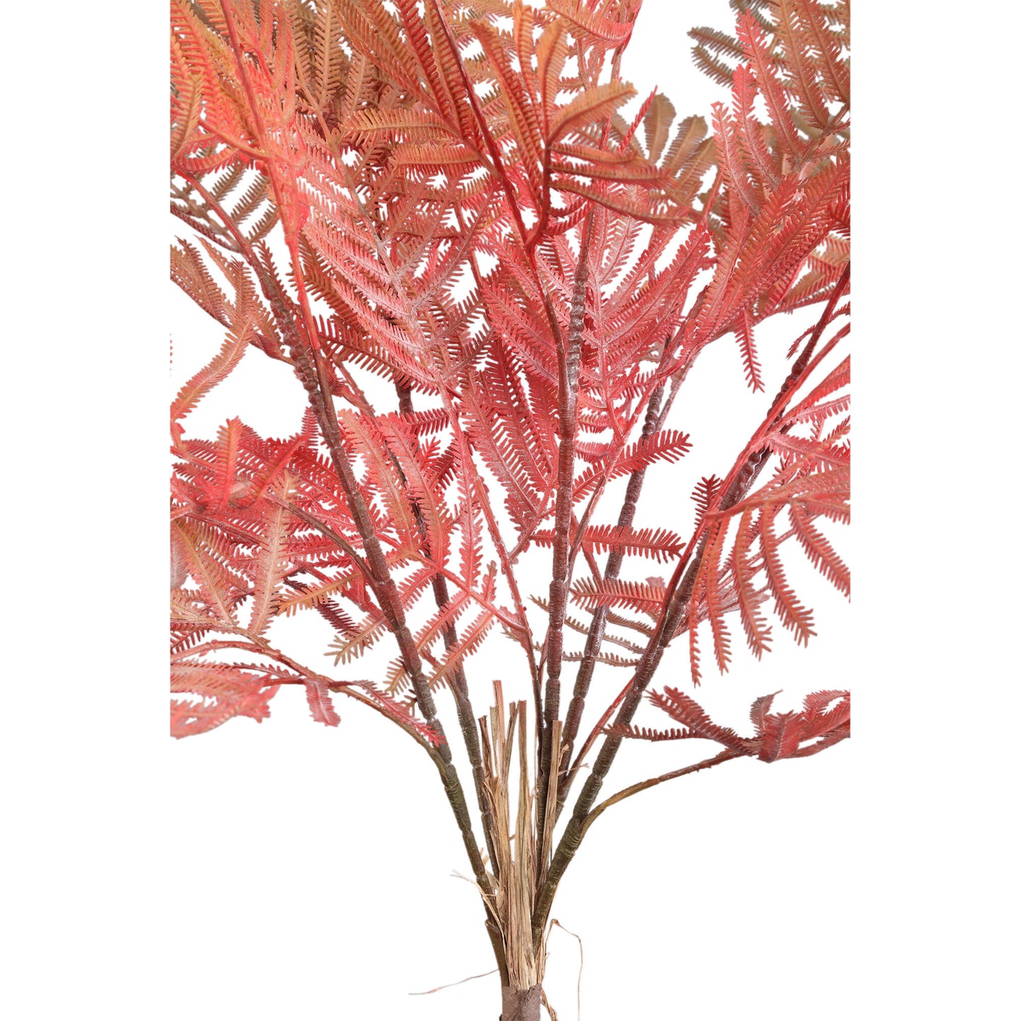 Varen Plant Oranje Varenbos Set van 12 Stuks - 12 Sets 5x70x10 cm