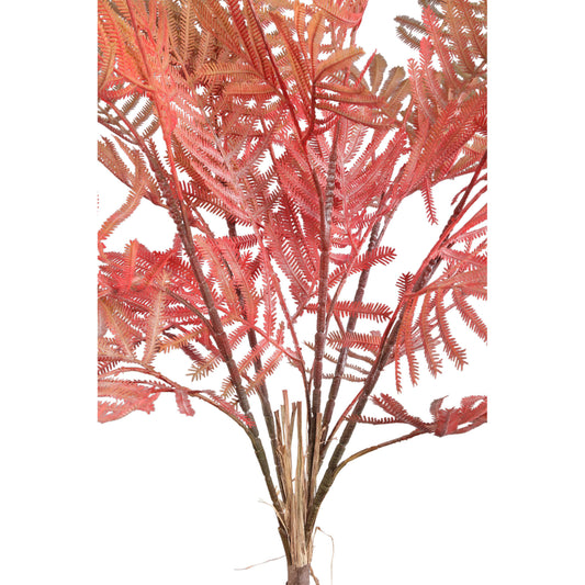Varen Plant Oranje Varenbos Set van 12 Stuks - 12 Sets 5x70x10 cm