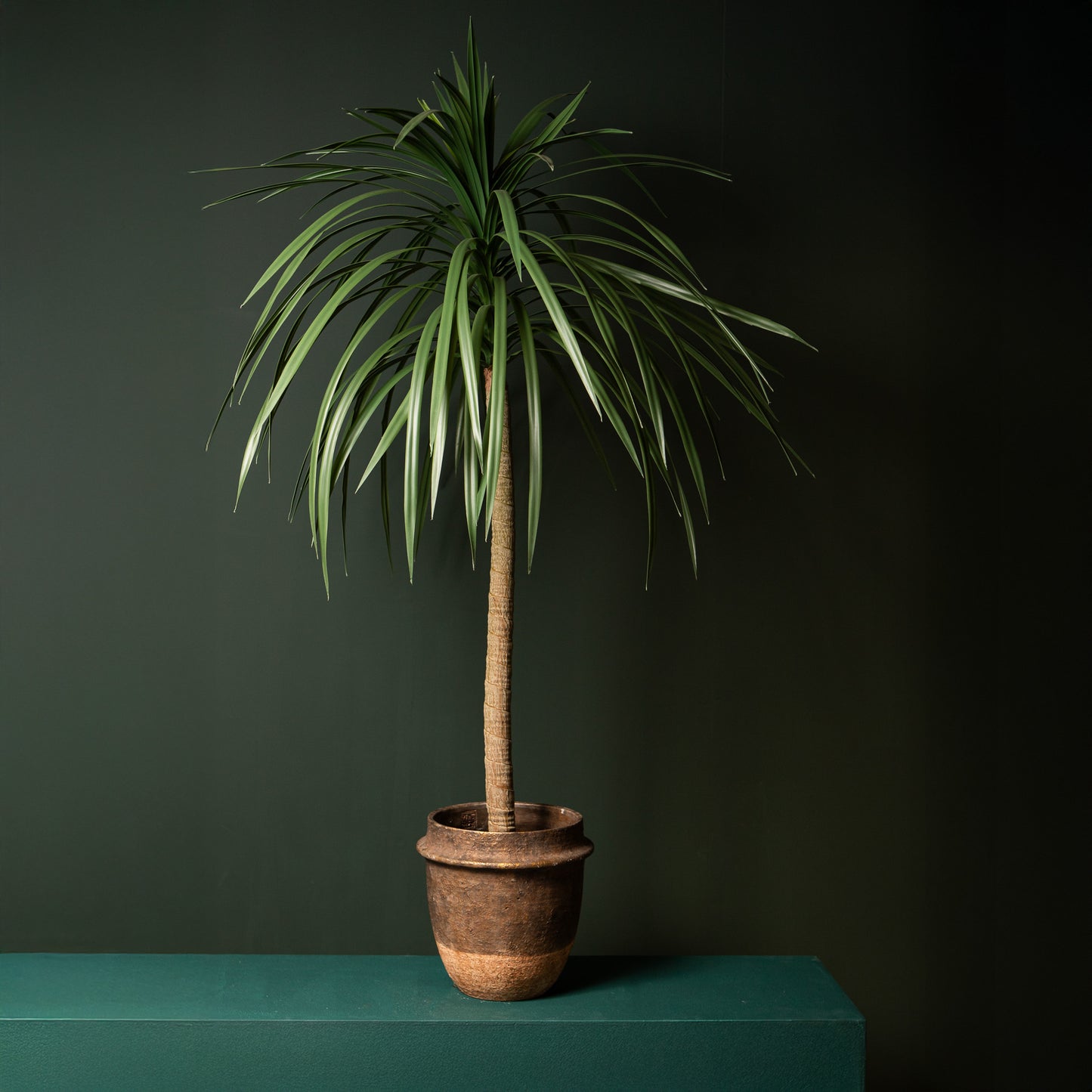 Tree Groen Dracaena Marginata in Zwarte Pot 160x90x90 cm