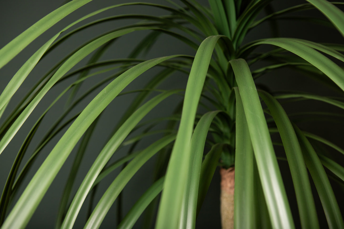 Tree Groen Dracaena Marginata in Zwarte Pot 160x90x90 cm