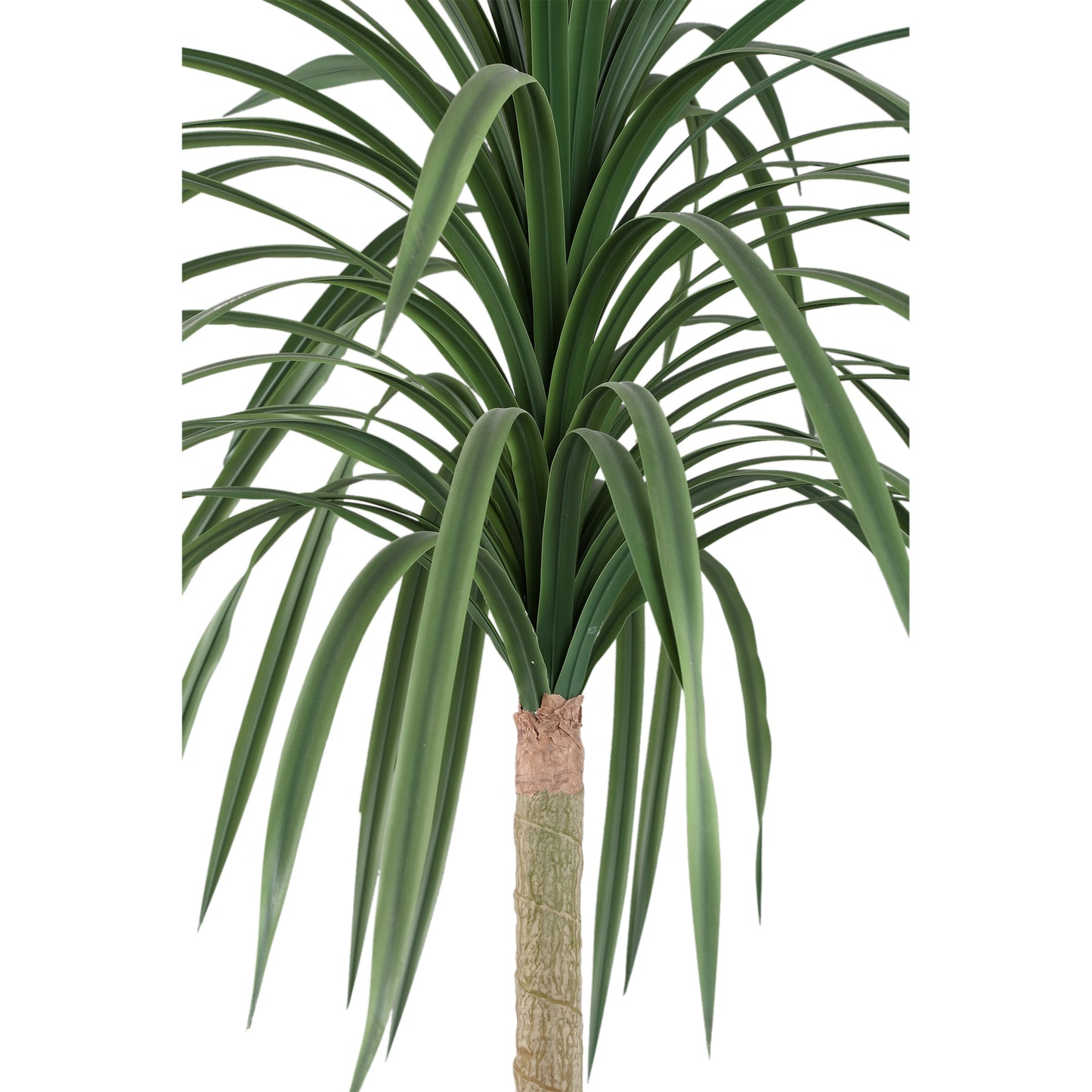 Tree Groen Dracaena Marginata in Zwarte Pot 160x90x90 cm