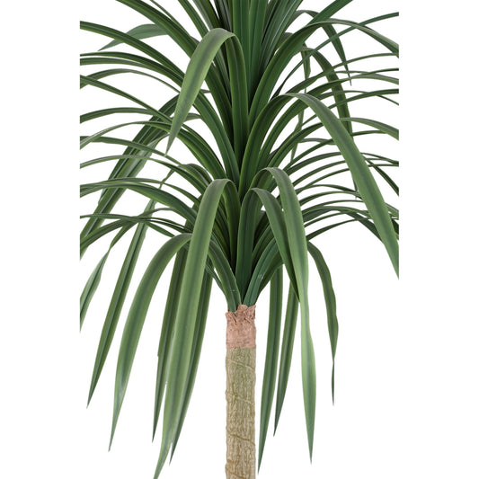 Tree Groen Dracaena Marginata in Zwarte Pot 160x90x90 cm