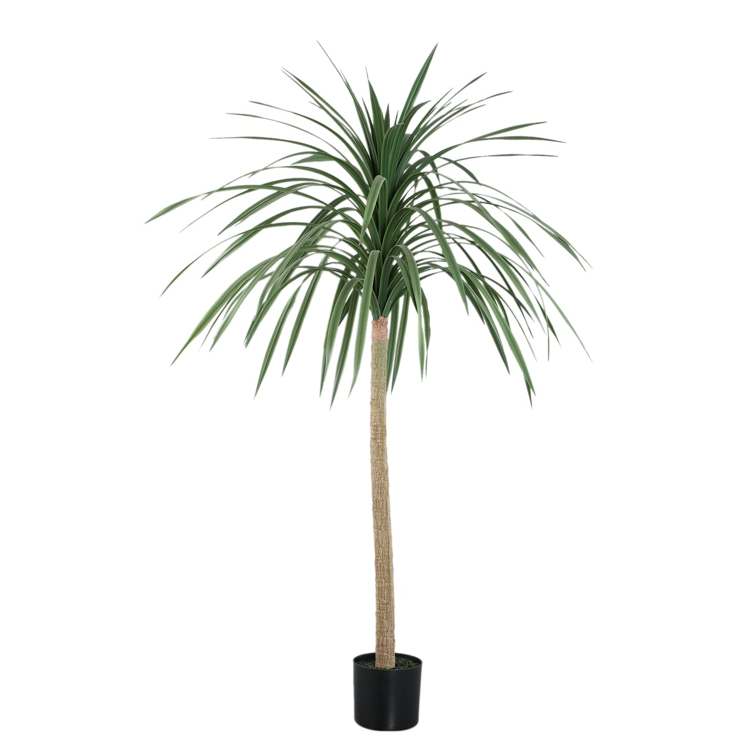 Tree Groen Dracaena Marginata in Zwarte Pot 160x90x90 cm