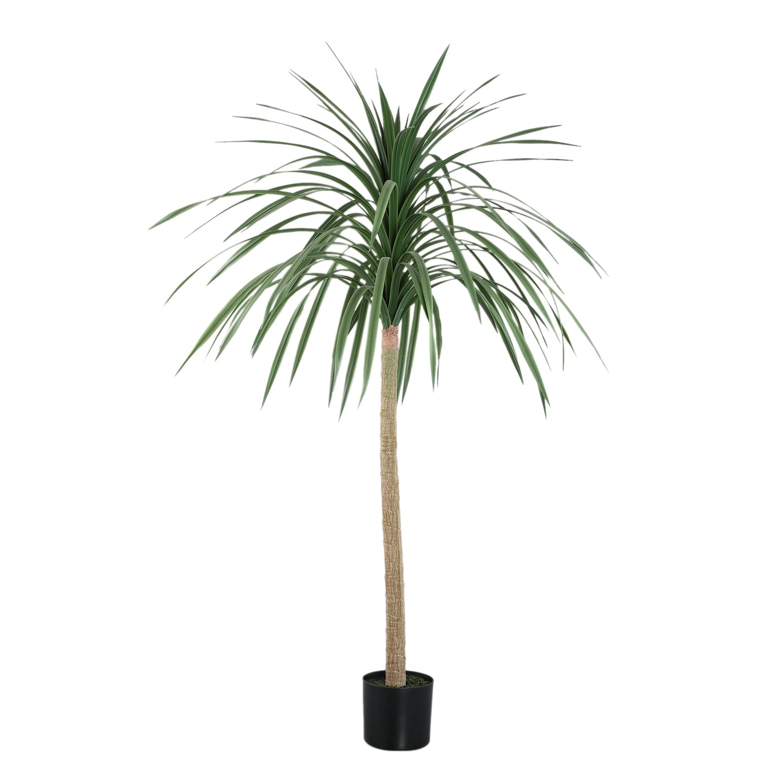 Tree Groen Dracaena Marginata in Zwarte Pot 160x90x90 cm