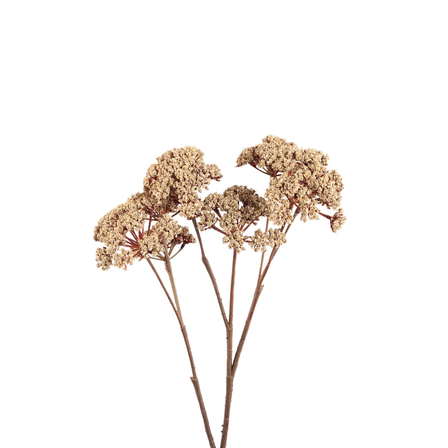 Twig Plant Beige Fennel Flower Spray - Leaves Plant Serie - Set van 12 58x27x22 cm