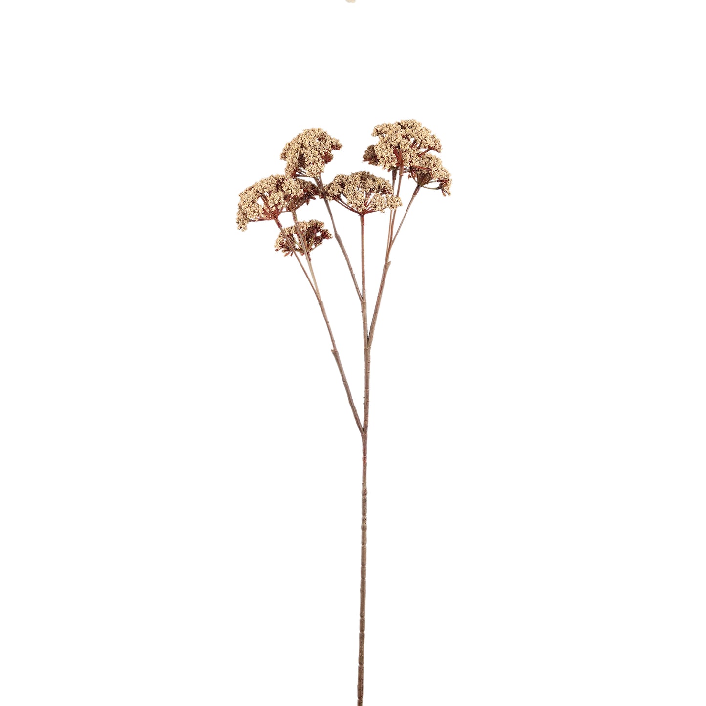 Twig Plant Beige Fennel Flower Spray - Leaves Plant Serie - Set van 12 58x27x22 cm