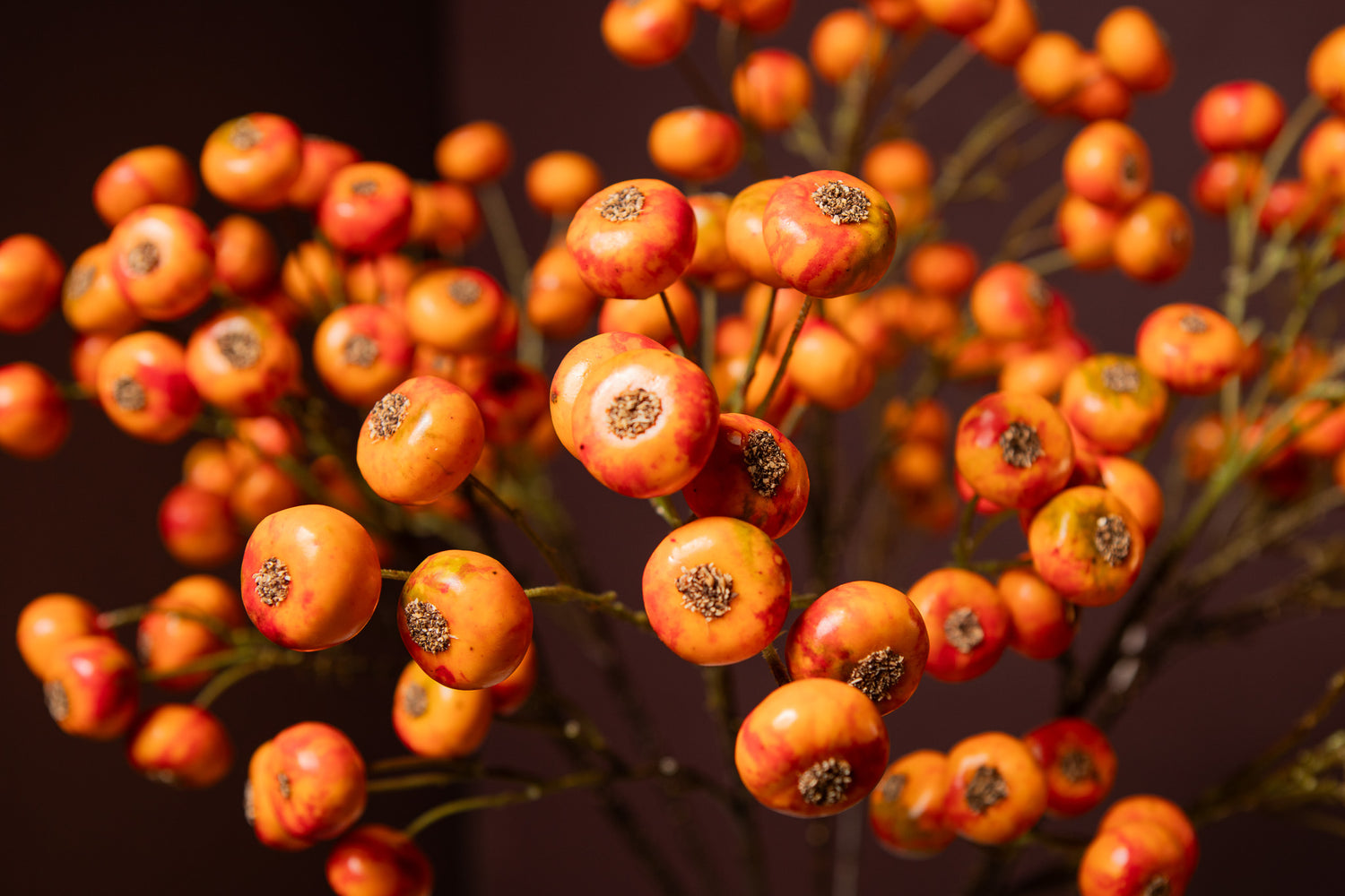 Berry Plant Oranje Bessentak - Set van 12 70x22x17 cm
