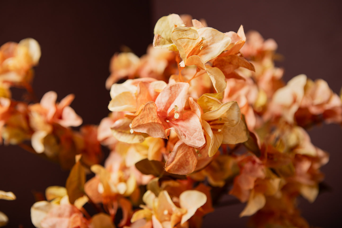 Garden Flower Cream Bougainvillea Stengel - Set van 12 70x32x23 cm