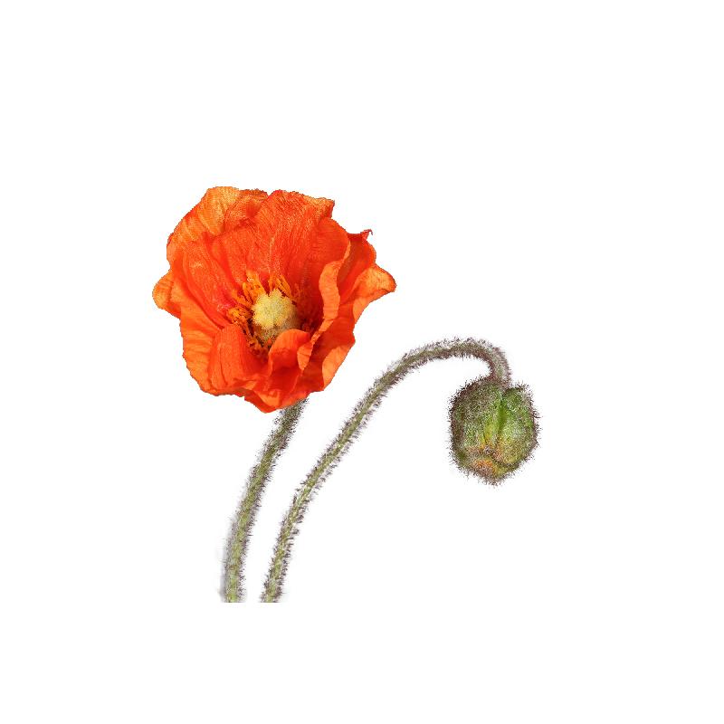 Poppy Flower Oranje Klaproos Spray Met Knop - Set Van 12 Stuks 69x27x10 cm