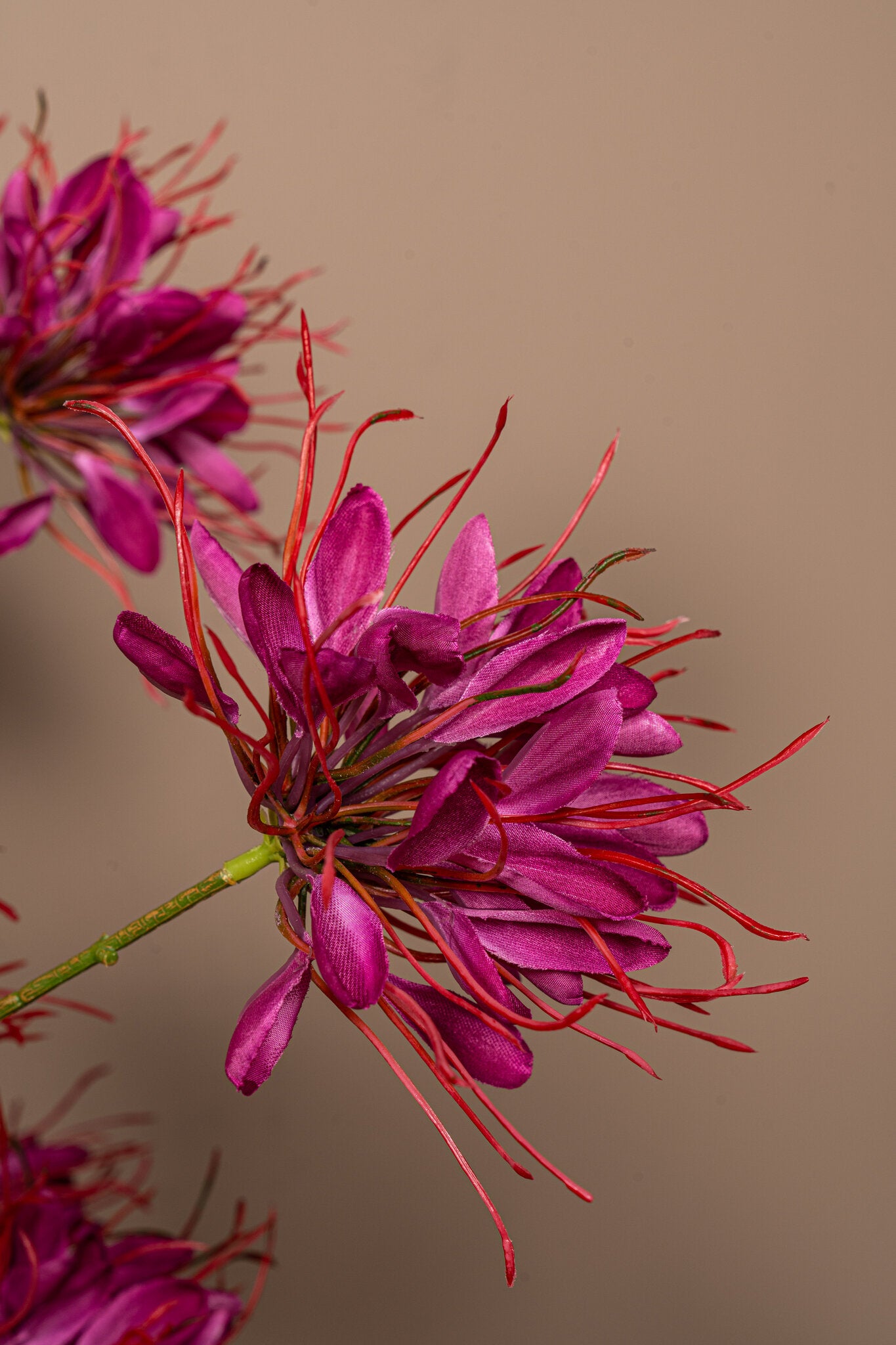 Garden Flower Bourgondische Spinnenbloem Spray - Set van 12 94x50x26 cm