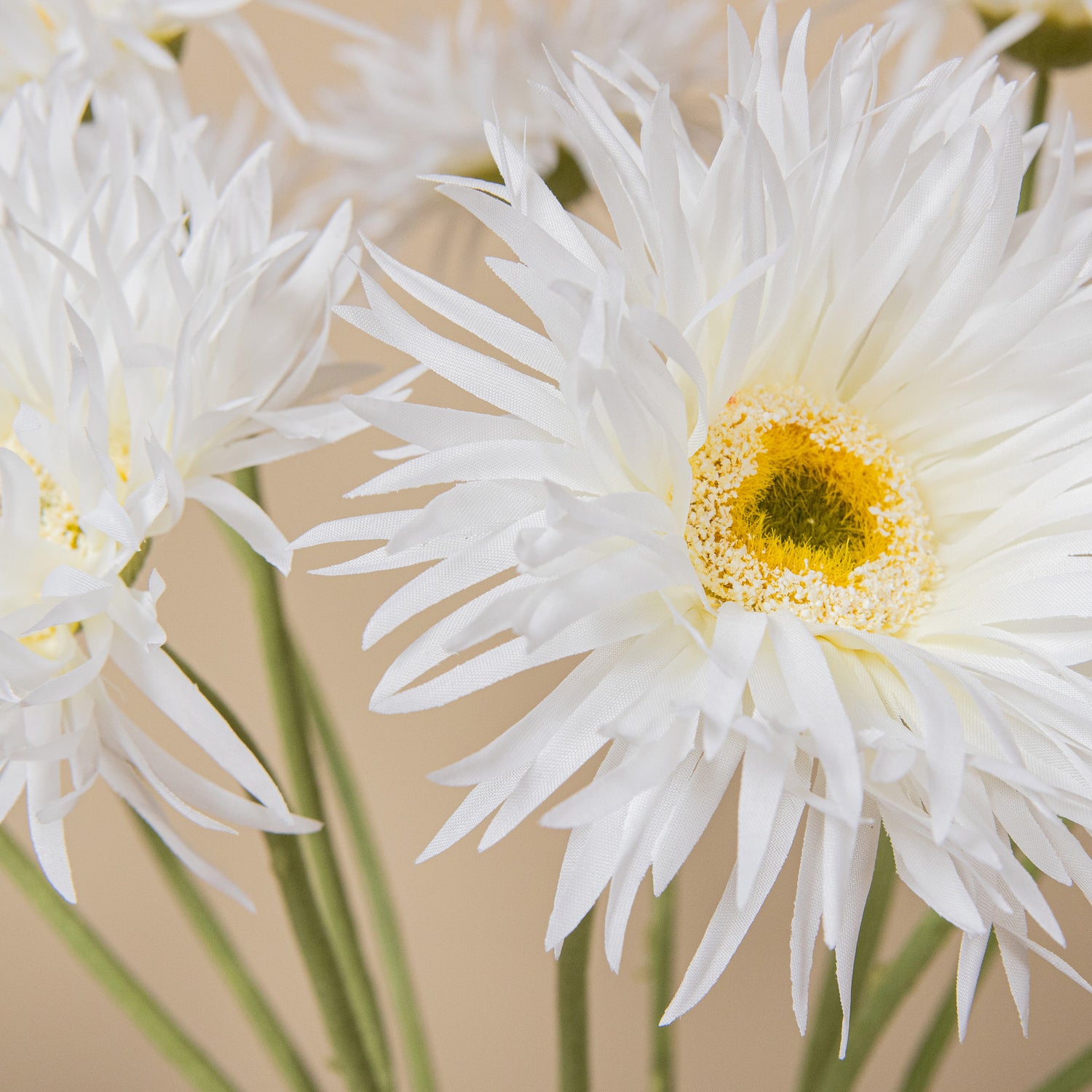 Gerbera Bloem Witte Gerbera - Set van 12 55x12x9 cm