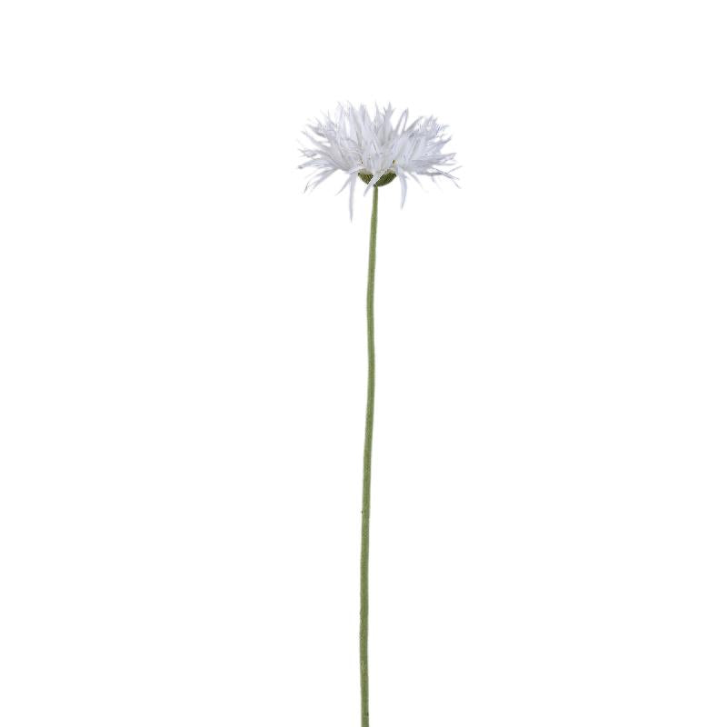 Gerbera Bloem Witte Gerbera - Set van 12 55x12x9 cm