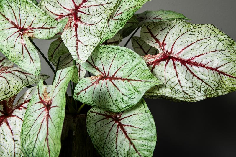 Leaves Plant Lichtgroen Caladium Bladbos - Set van 12 53x45x35 cm