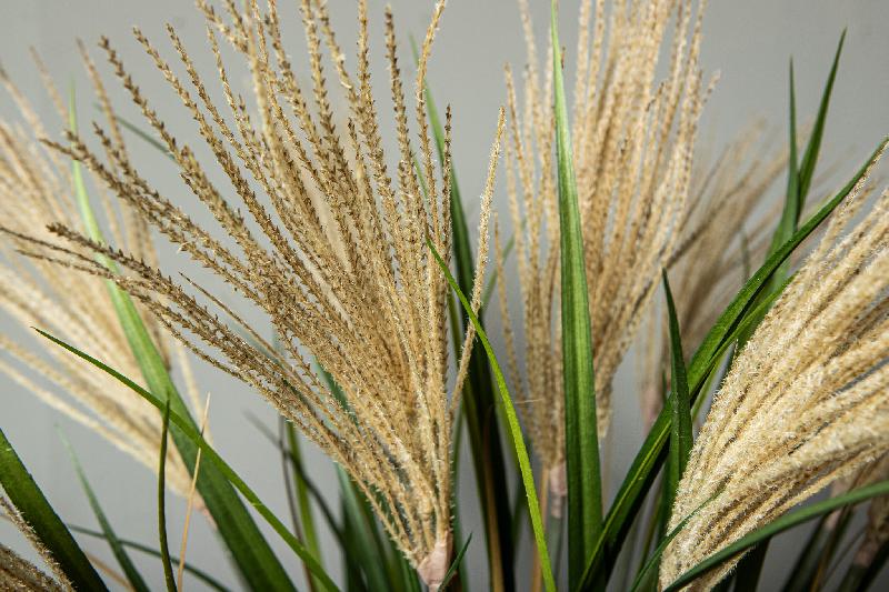 Grass Plant Natuurlijk Hangende Pampas Spray S - Set van 12 Stuks 99x62x43 cm