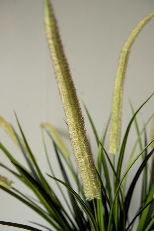 Grass Plant Groen Pampasgrass Spray - Set van 12 145x73x34 cm