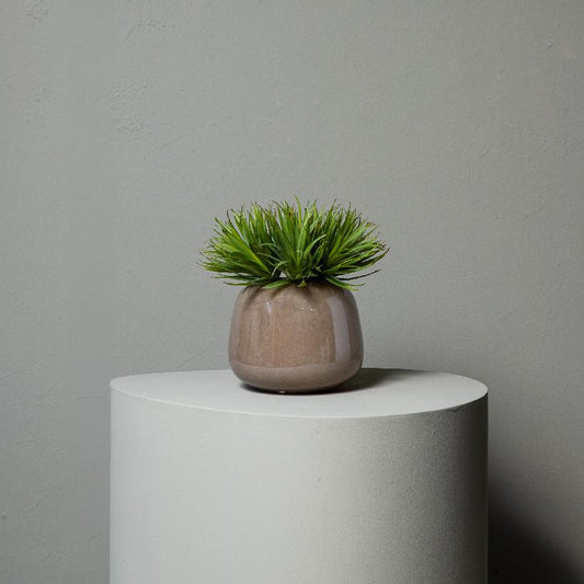 Succulent Plant Groene Yucca Pick - Set van 12 Stuks 20x11x14 cm