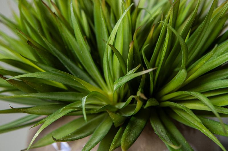Succulent Plant Groene Yucca Pick - Set van 12 Stuks 20x11x14 cm
