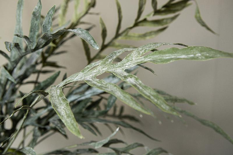 Fern Plant Groene Java Varen Struik L - Set van 12 98x83x42 cm