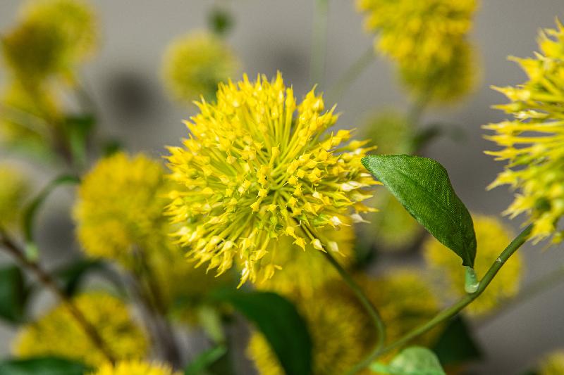 Garden Flower Gele Allium Spray - Set van 12 86x64x20 cm