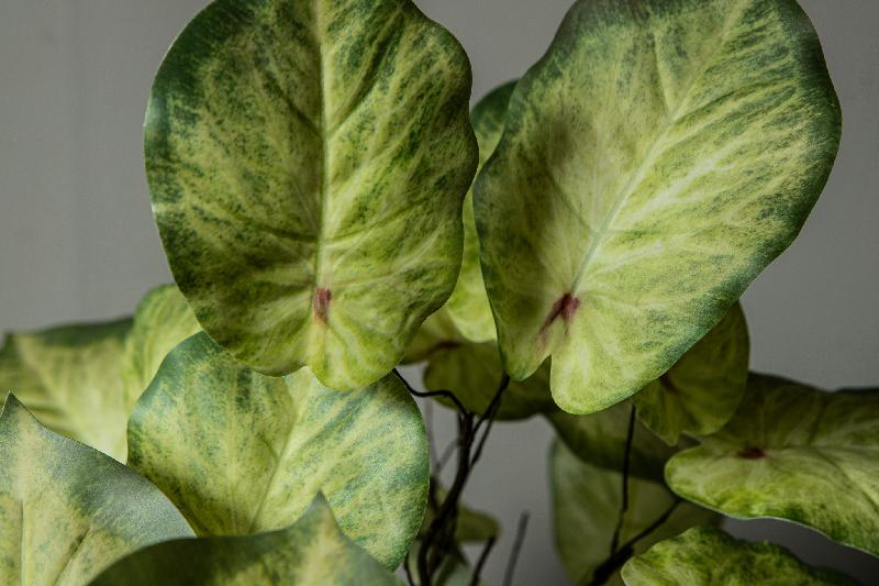 Leaves Plant Groen Caladium Spray - Set van 12 84x48x37 cm