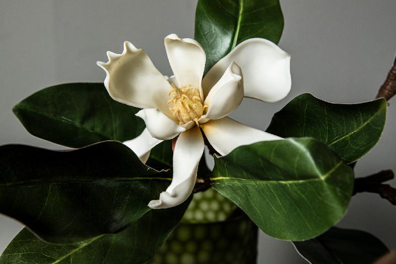 Magnolia Flower Witte Magnolia Tak Met Bladeren - Set Van 6 Stuks 121x62x42 cm