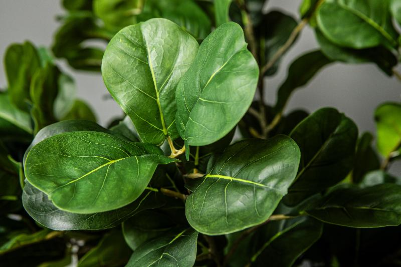 Leaves Plant Groen Fiddle Leaf Fig Spray - Set van 12 Stuks 95x50x28 cm