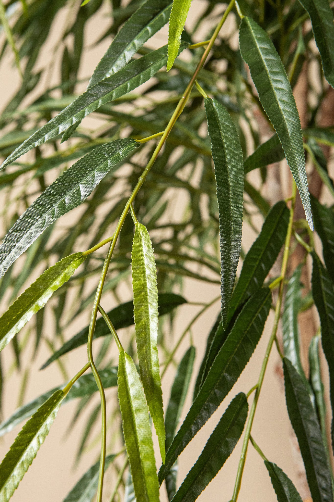 Tree Groen Ficus Alii In Zwarte Pot 200x100x100 cm