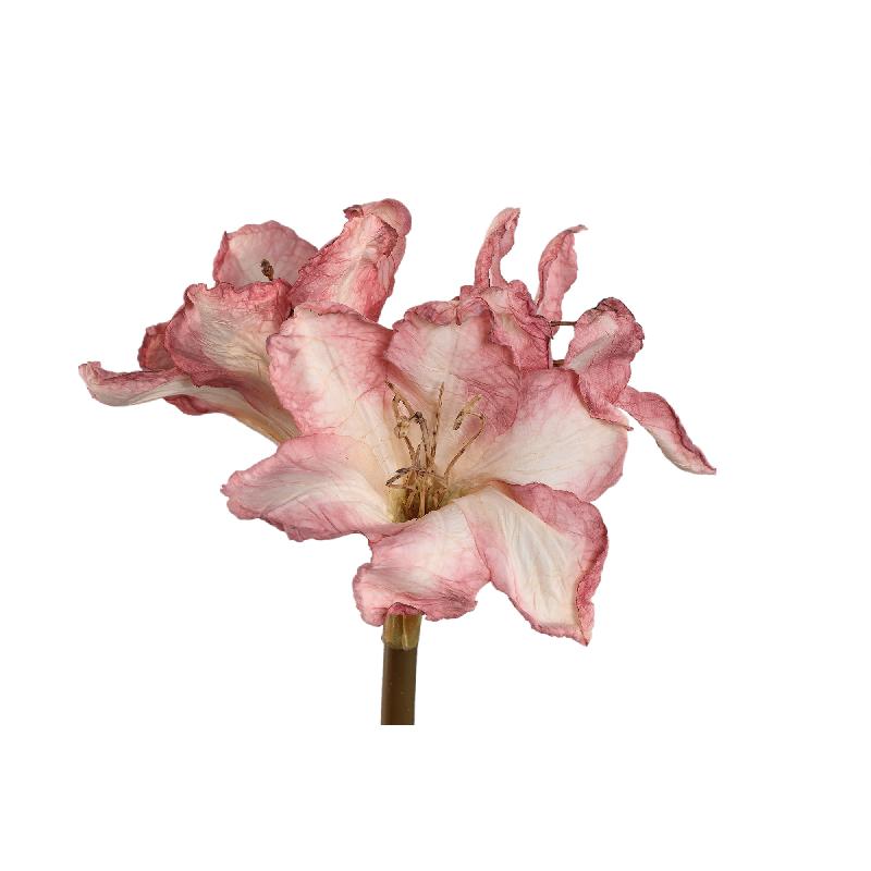 Amaryllis Flower Lichtroze Amaryllis Tak - Set van 12 65x18x19 cm