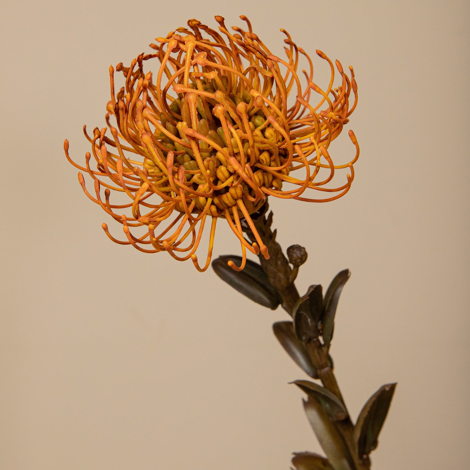 Garden Flower Nutan Kameel Stengel - Set van 12 60x27x12 cm