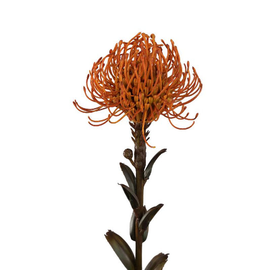 Garden Flower Nutan Kameel Stengel - Set van 12 60x27x12 cm