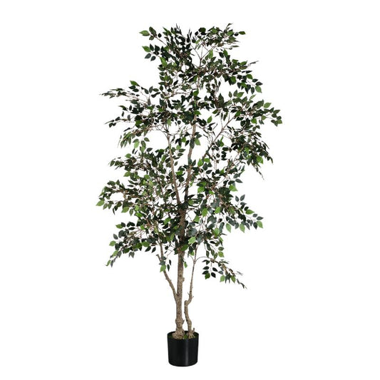 Tree Green Ficus Benjamina Plant 185x90x90 cm