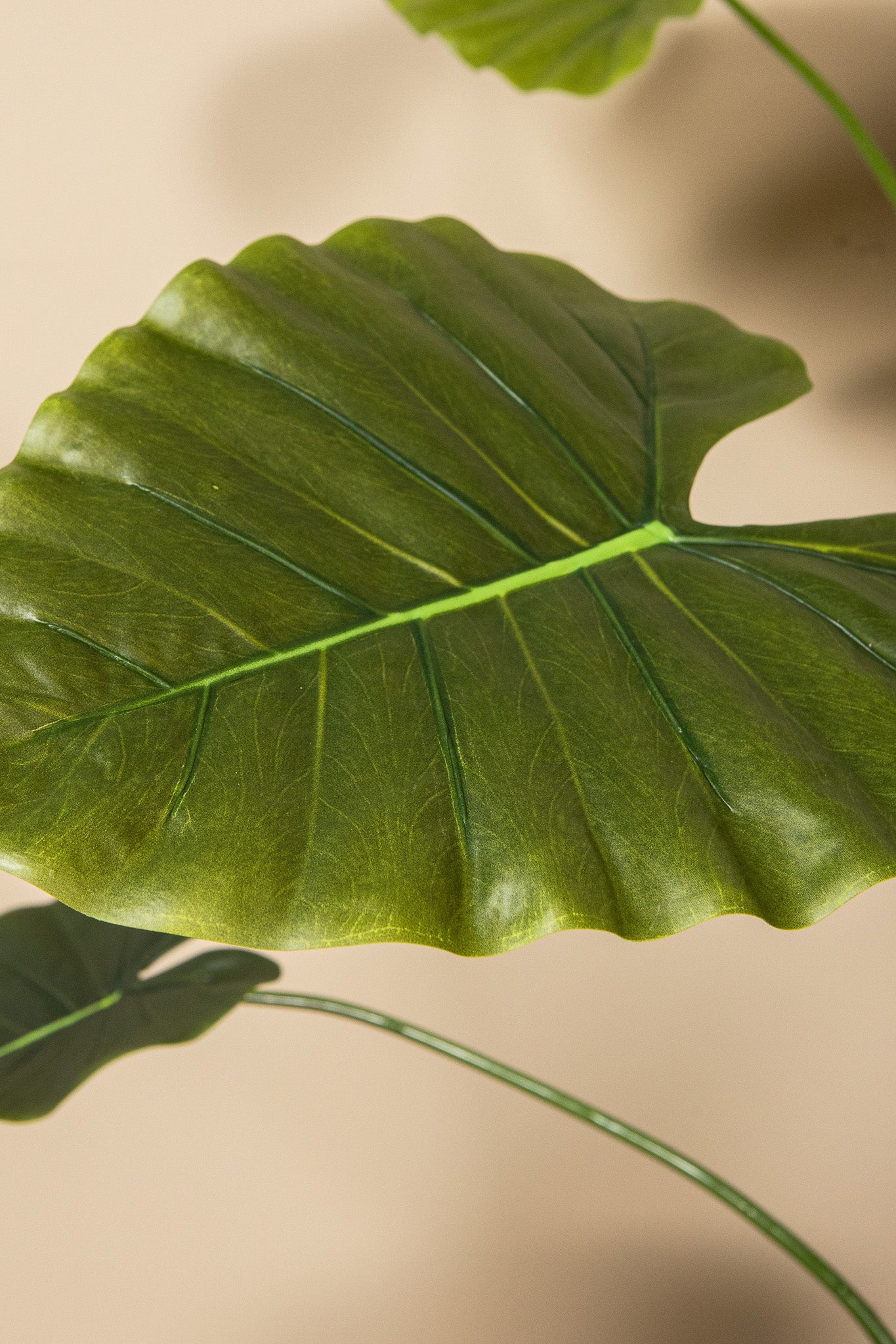 Leaves Plant Alocasia Plant In Pot 120x90x90 cm