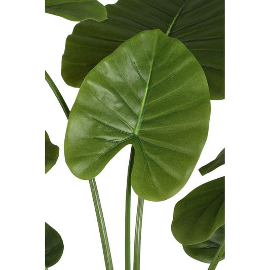 Leaves Plant Alocasia Plant In Pot 120x90x90 cm