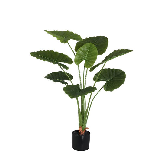Leaves Plant Alocasia Plant In Pot 120x90x90 cm