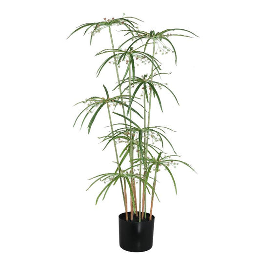 Leaves Plant Groene Papyrus Plant In Pot 90x46x46 cm