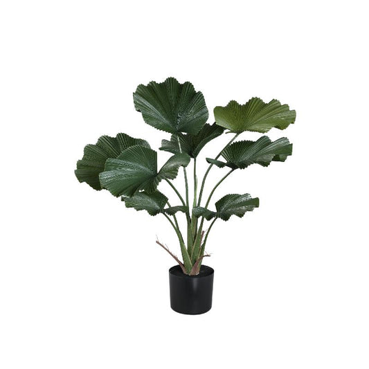 Leaves Plant Donkergroene Licuala Plant In Pot 90x77x77 cm
