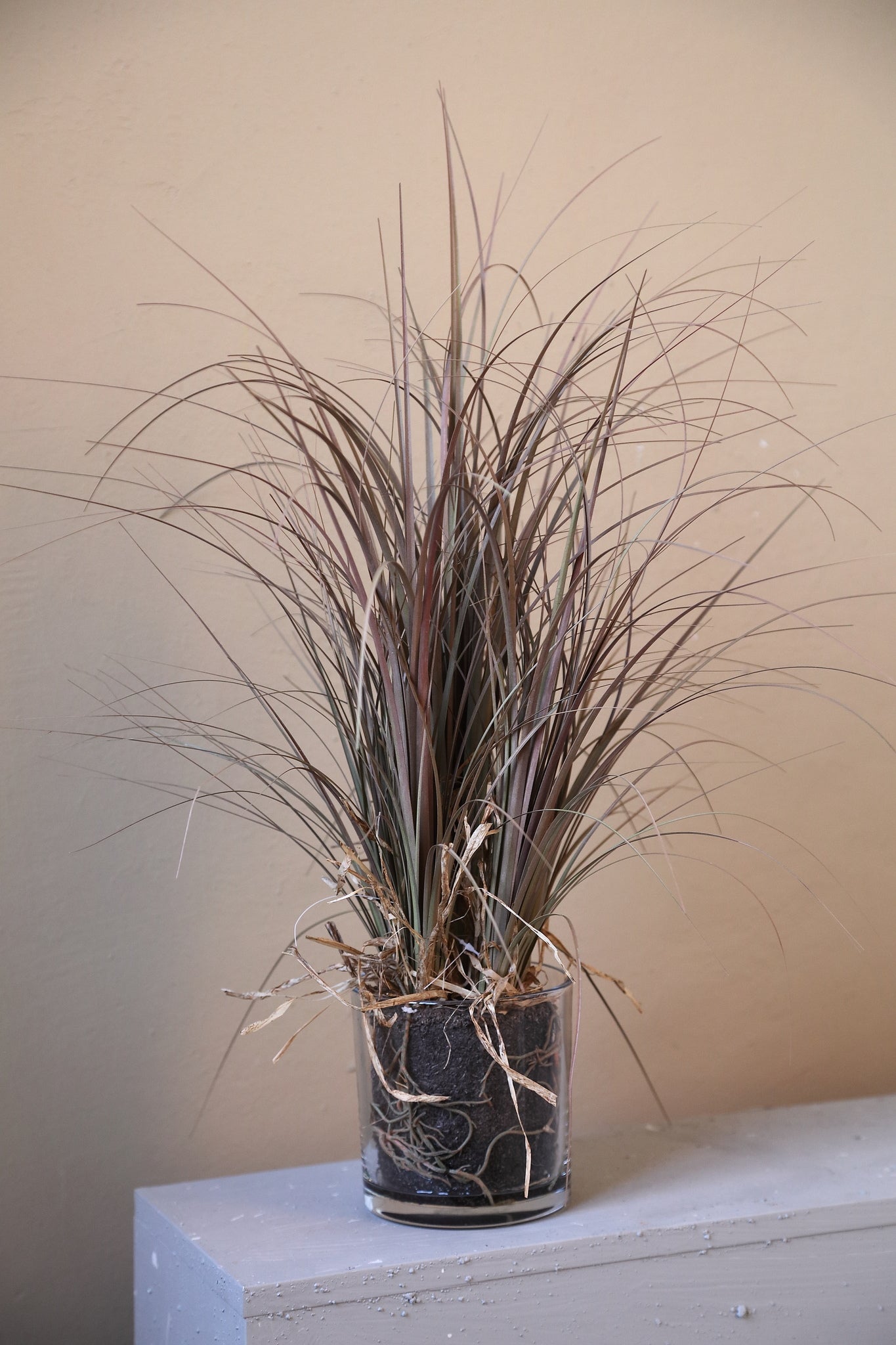 Leaves Plant Beige Paardenstaartpalm in Glazen Vaas - Set van 2 56x30x30 cm
