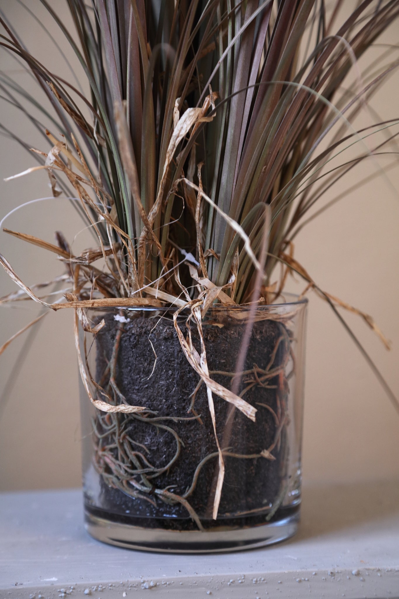 Leaves Plant Beige Paardenstaartpalm in Glazen Vaas - Set van 2 56x30x30 cm