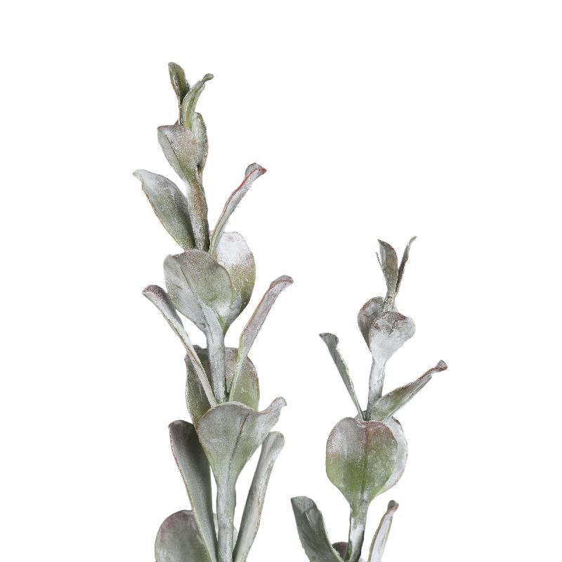 Succulent Plant Groene Cotyledon In Pot Hoog - Set Van 2 Stuks 55x15x15 cm