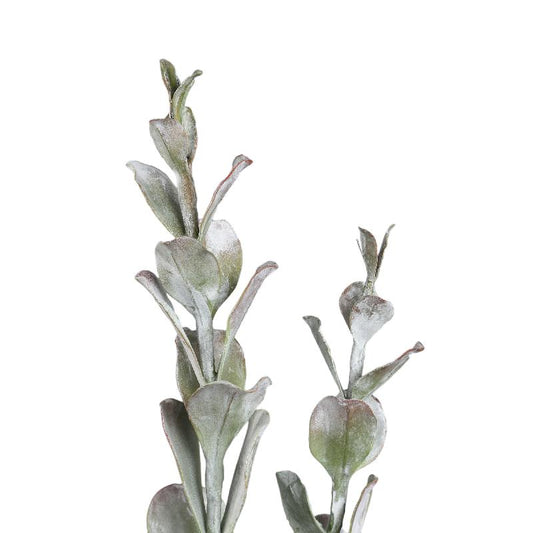 Succulent Plant Groene Cotyledon In Pot Hoog - Set Van 2 Stuks 55x15x15 cm