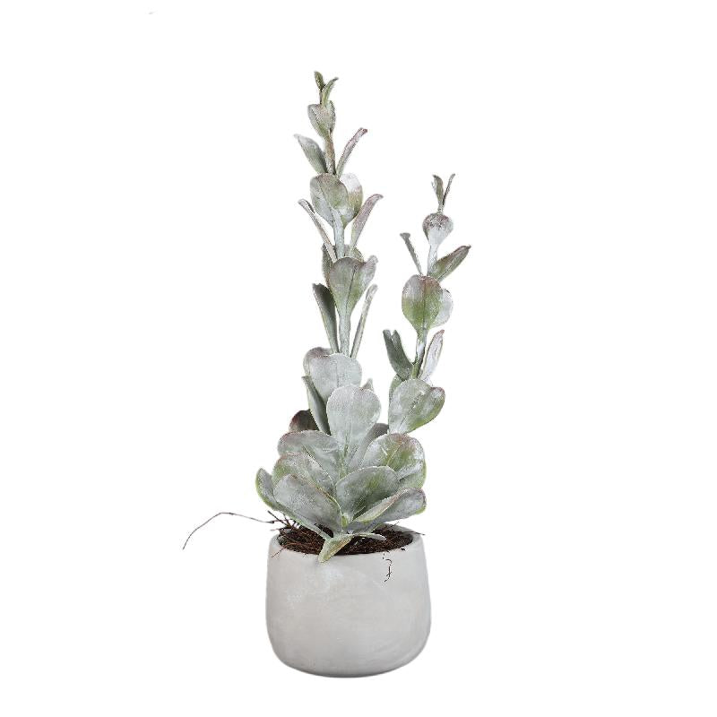 Succulent Plant Groene Cotyledon In Pot Hoog - Set Van 2 Stuks 55x15x15 cm