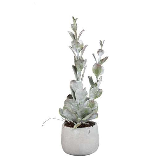 Succulent Plant Groene Cotyledon In Pot Hoog - Set Van 2 Stuks 55x15x15 cm