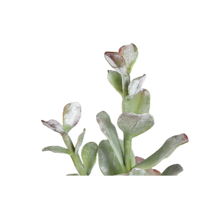 Succulent Plant Groene Cotyledon In Pot Set Van 4 Stuks 40x12.5x12.5 cm