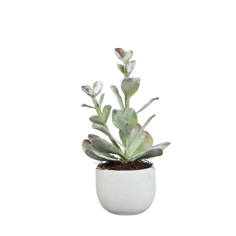 Succulent Plant Groene Cotyledon In Pot Set Van 4 Stuks 40x12.5x12.5 cm