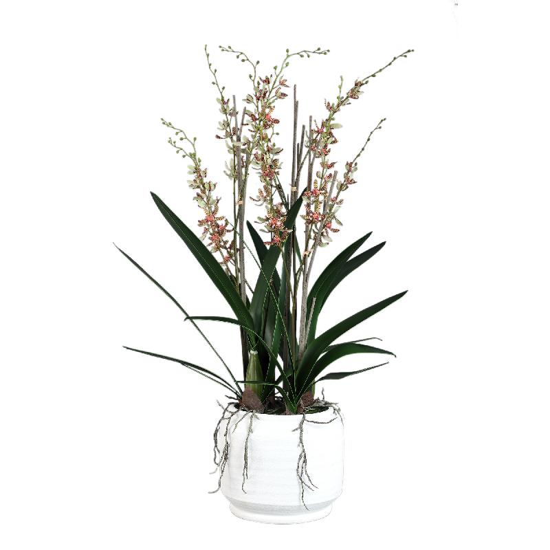 Orchid Flower Groene Renanthera Orchidee Keramische Pot 115x30x30 cm