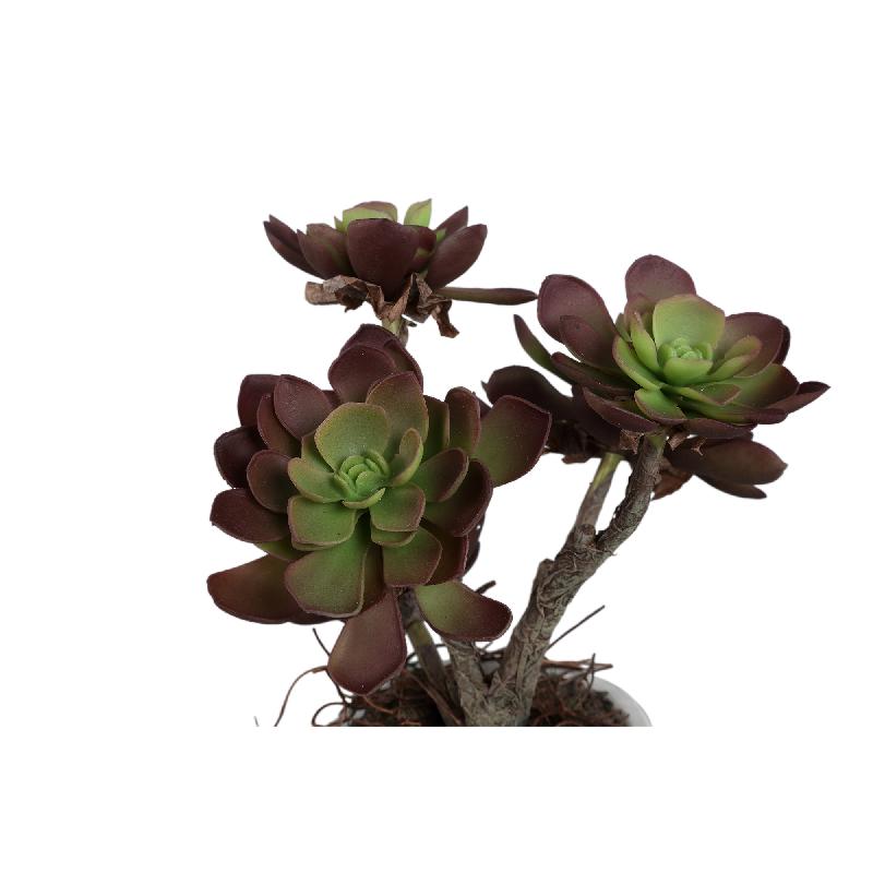 Succulent Plant Bruine Aeonium Gebroken Wit Keramische Pot - Set van 6 28x20x10 cm