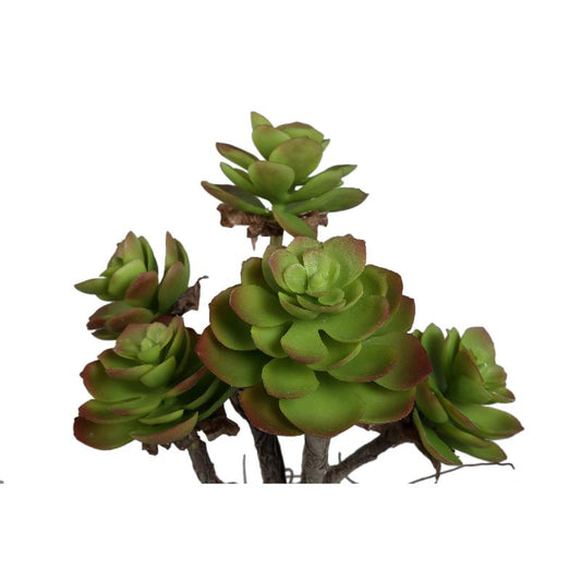 Succulent Plant Donkergroen Aeonium Cremekleurige Pot Set Van 6 Stuks 38x18x18 cm
