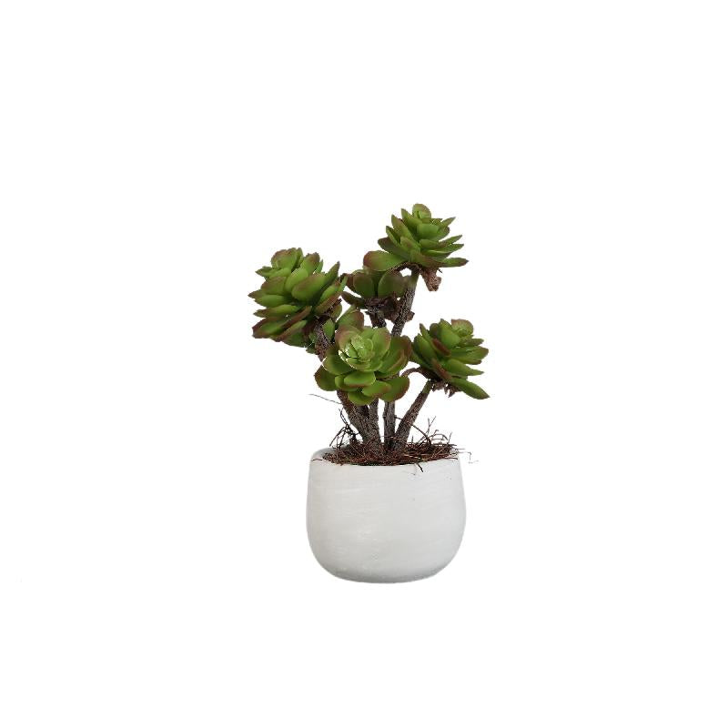 Succulent Plant Donkergroen Aeonium Cremekleurige Pot Set Van 6 Stuks 38x18x18 cm