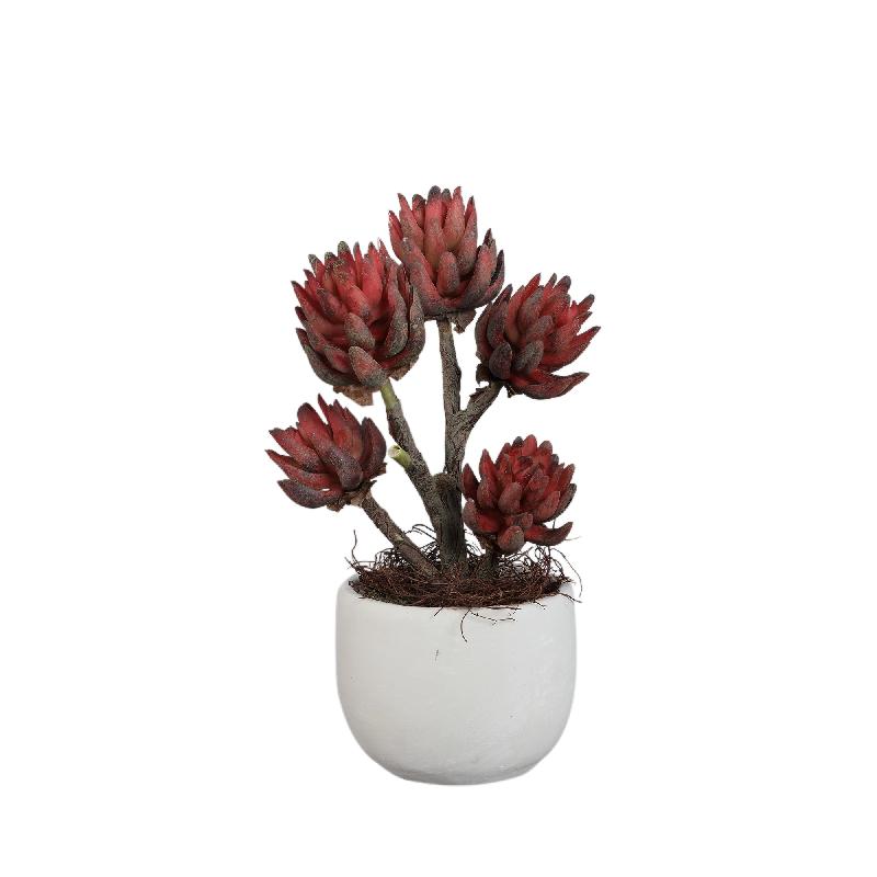 Succulent Plant Rode Echeveria Gebroken Wit Keramische Pot – Set van 4 Stuks 38x20x15 cm